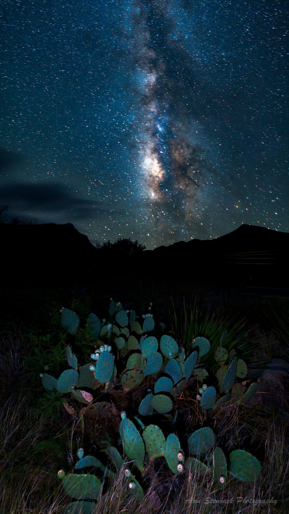 Cactus under starry sky with Milky Way in the background, creating a serene desert nighttime scene.