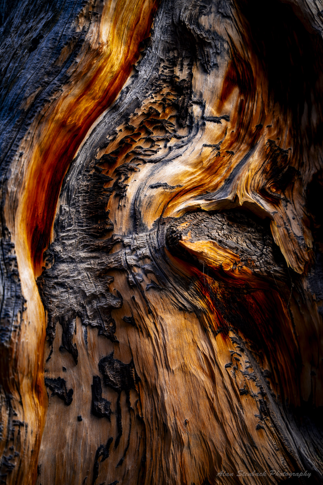 Abstract close-up of textured, weathered tree bark with rich orange and black hues.