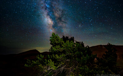 Bristlecone pine tree under a vibrant Milky Way night sky in Great Sand Dunes National Park.