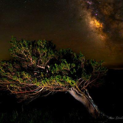 Bristlecone Pines & Milky Way Photography Workshop