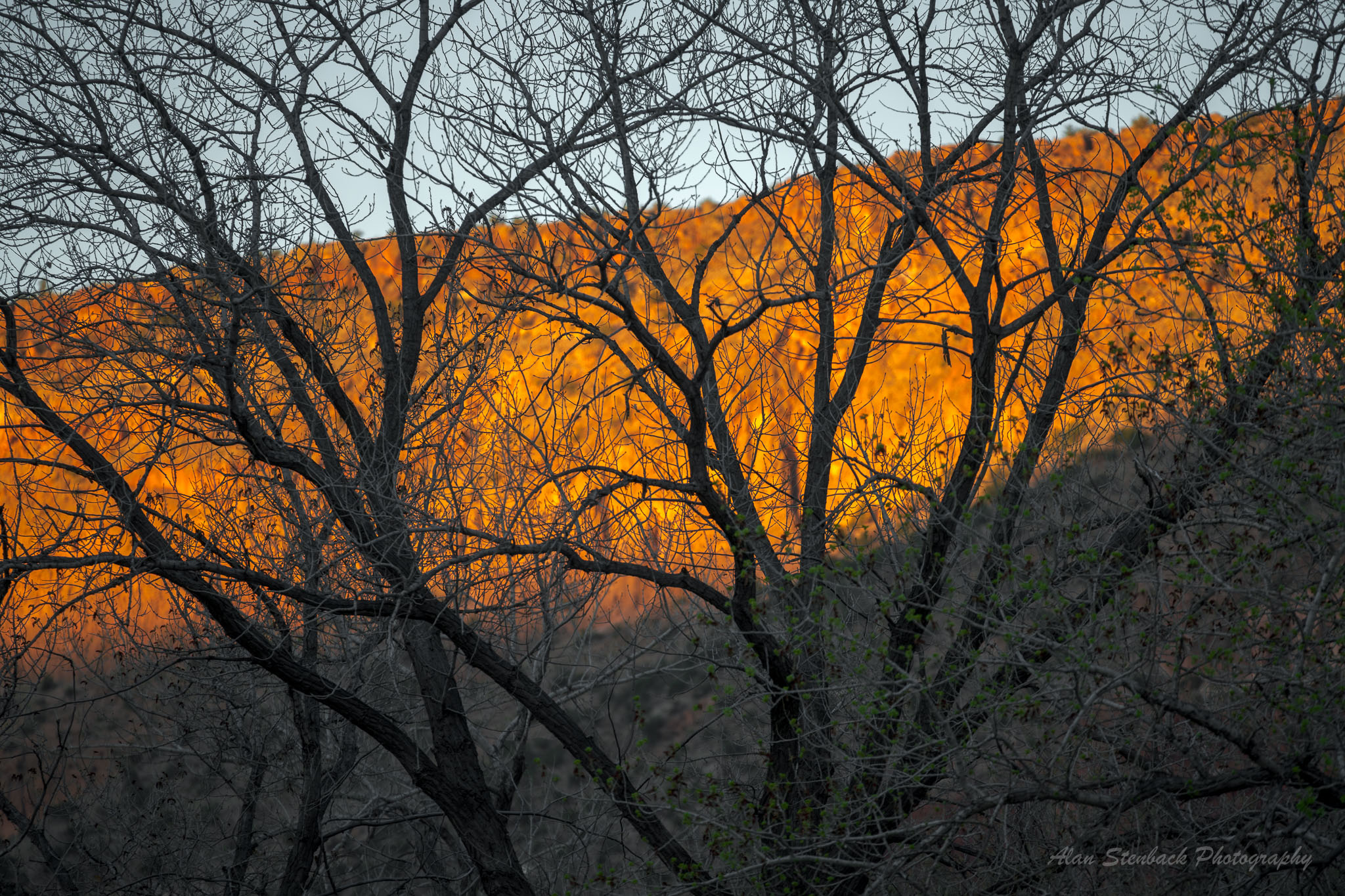 Silhouetted bare trees against a vibrant orange sunset on a mountain backdrop.